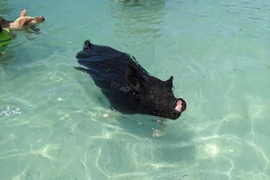 Nassau: Private Swim with Pigs and Snorkeling Adventure - Key points at a glance