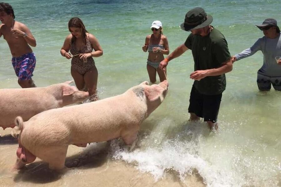 Nassau: Private Swim with Pigs and Snorkeling Adventure - Pig Beach and the $35 interaction charge