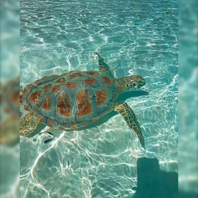 Nassau: Rose 3-Island Tour with Snorkeling and Lunch - Lunch, Snacks, and What the Price Covers
