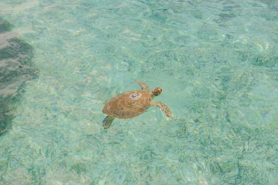 Nassau: Rose Island's Sand Dollar Beach Resort - Turtle spotting and snorkeling