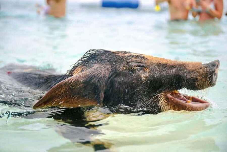 Nassau: Rose Island Swimming Pigs and Beach Day Group Tour - Meeting the pigs on Rose Island