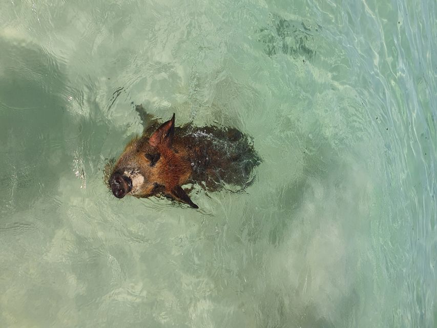 Nassau: Rose Island Swimming Pigs & Turtles Snorkeling Tour - What the boat ride is really like