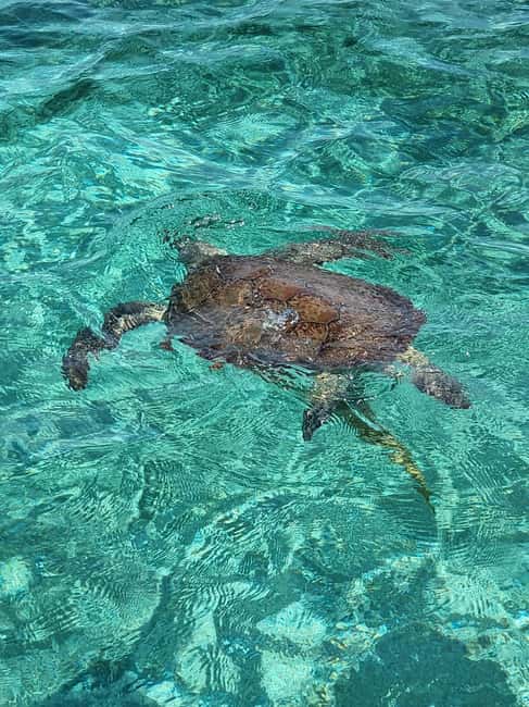 Nassau: Rose Island Swimming Pigs & Turtles Snorkeling Tour - Green Cay and the search for turtles
