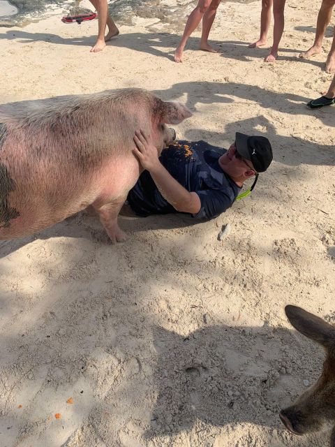 Nassau: Self-Drive Speedboat Ride and Pig Swimming Encounter - The trip back through Nassau’s harbor