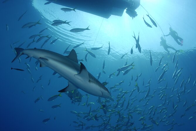 Nassau Shore Excursion: Bahamas Snorkel Adventure - Water conditions and comfort