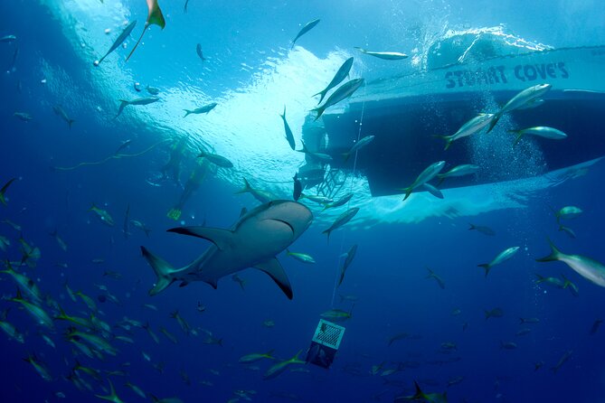Nassau Shore Excursion: Bahamas Snorkel Adventure - Is $143.88 a fair price?