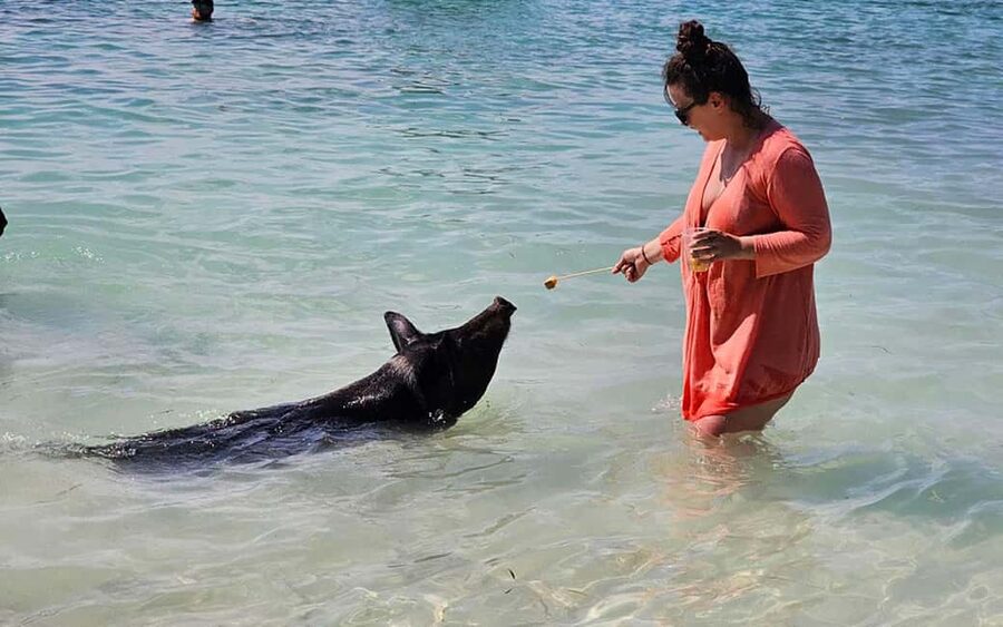 Nassau: Snorkeling, Pig Beach, Swim with Turtles, and Lunch - Five Details That Make This Cruise Different