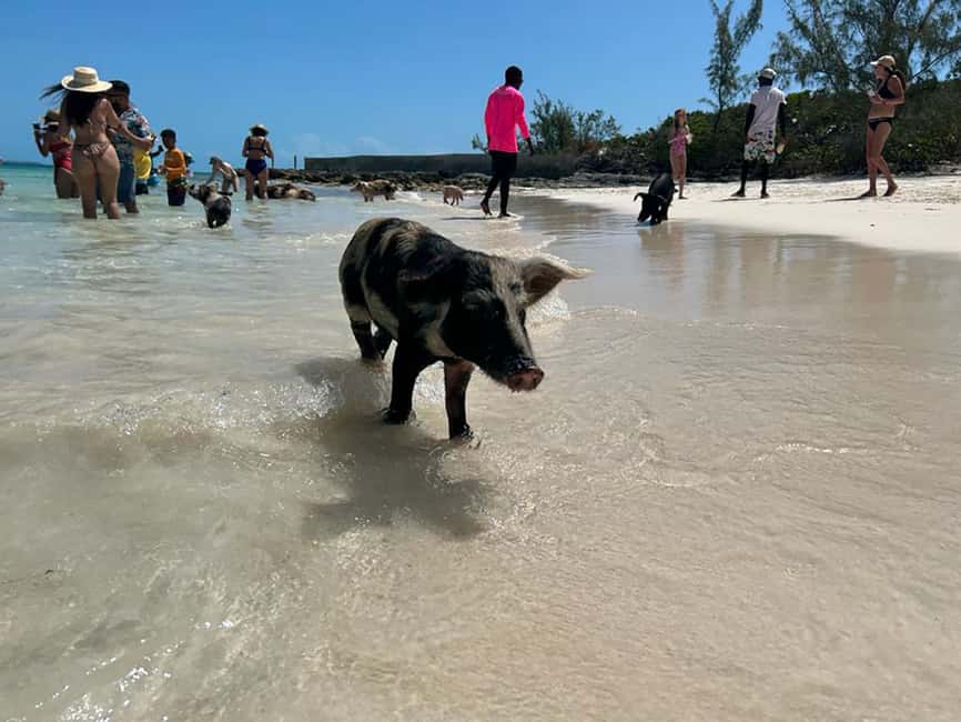 Nassau: Snorkeling, Pig Beach, Swim with Turtles, and Lunch - Starting at Montagu Beach, Not the Nassau Cruise Port