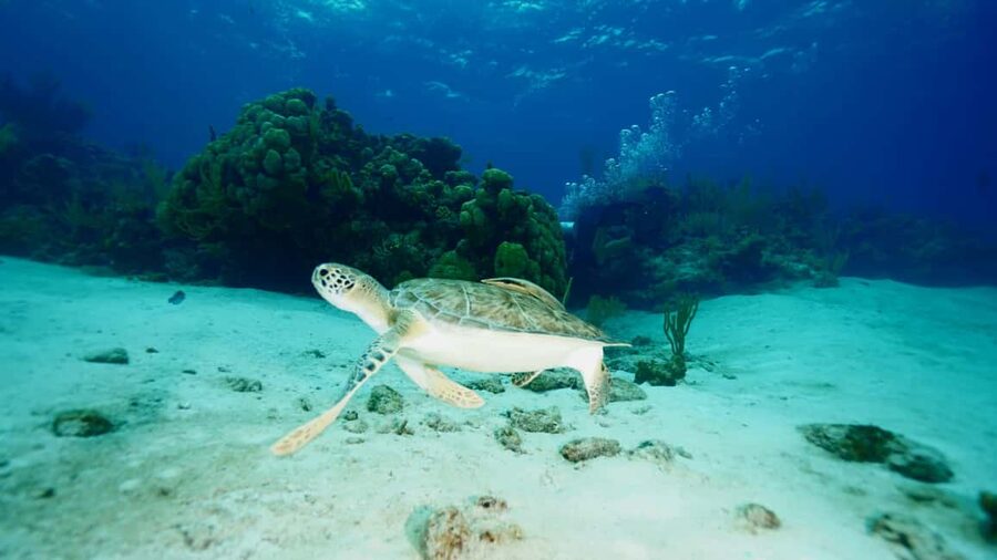 Nassau: Snorkeling, Pig Beach, Swim with Turtles, and Lunch - Lunch With the Boat Anchored Nearby