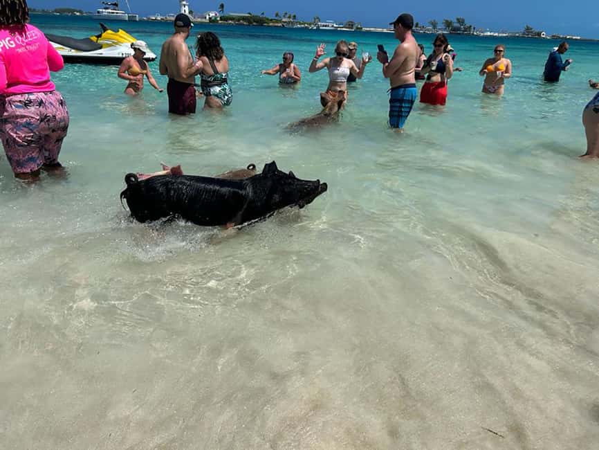 Nassau: Snorkeling, Pig Beach, Swim with Turtles, and Lunch - What the $165 Price Really Buys