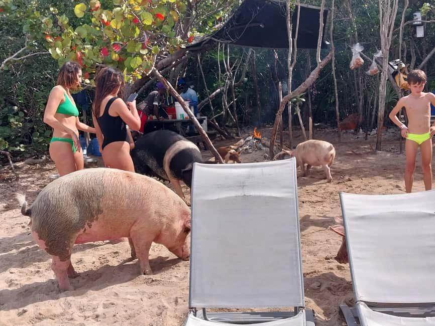 Nassau: Snorkeling, Swimming Pigs, Turtles & beach bar - Setting out from Margaritaville