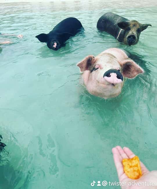 Nassau: Snorkeling, Swimming Pigs, Turtles & beach bar - Green Cay and the Bahamas turtles