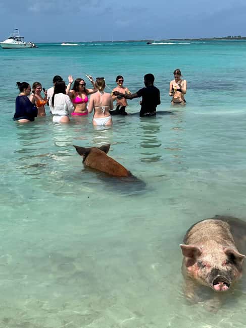 Nassau: Snorkeling, Swimming Pigs, Turtles & beach bar - Who will enjoy this half-day outing
