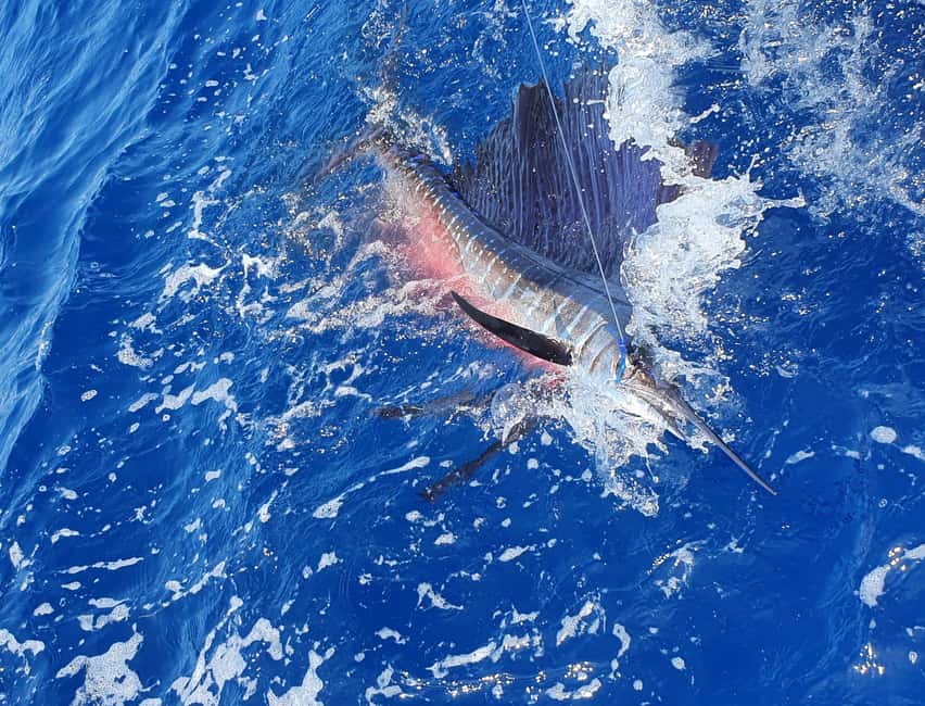 Nassau: Sport-fishing private charter . - Key points to know before you cast off