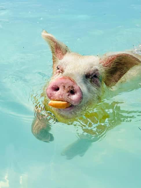 Nassau: Swimming Pigs and Private Beach Club Trip with Lunch - Why the Rose Island setting makes this more than a pig photo stop