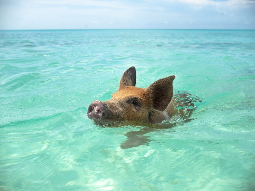 Nassau: Swimming Pigs and Private Beach Club Trip with Lunch - How the $139 price compares with the experience