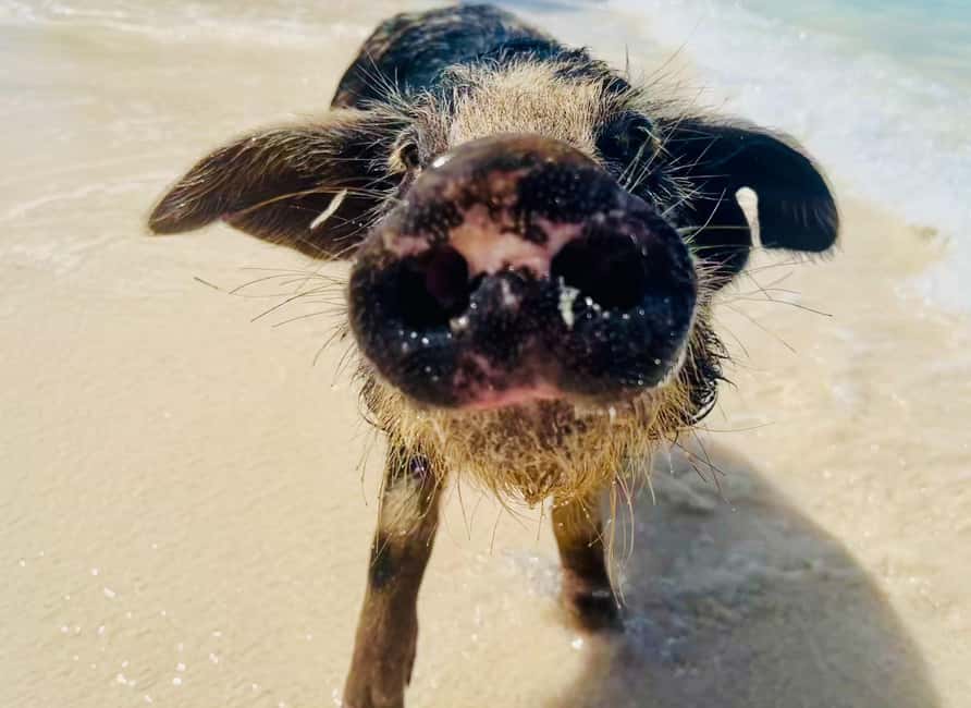 Nassau: Swimming Pigs and Private Beach Club Trip with Lunch - Practical tips for a smoother day
