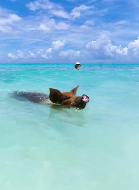 Nassau: Swimming Pigs and Private Beach Club Trip with Lunch - Should you book Da Pig Beach?