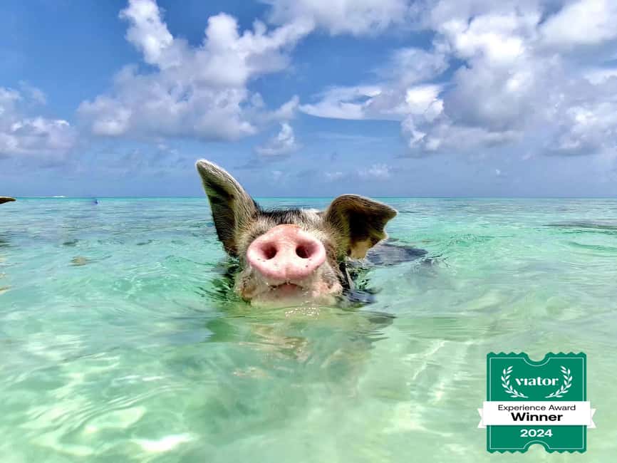 Nassau: Swimming Pigs and Private Beach Club Trip with Lunch - The 30-minute boat ride from Nassau