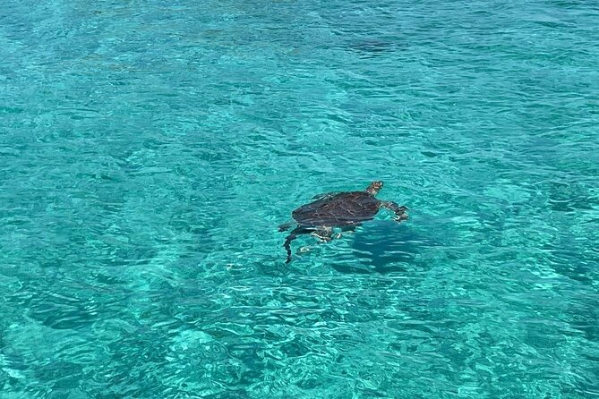 Nassau: Swimming Pigs And Snorkel With Turtles - Key points to know before booking