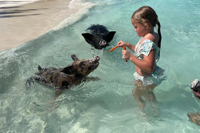 Nassau: Swimming Pigs And Snorkel With Turtles - Two Bahamian water stops in three hours