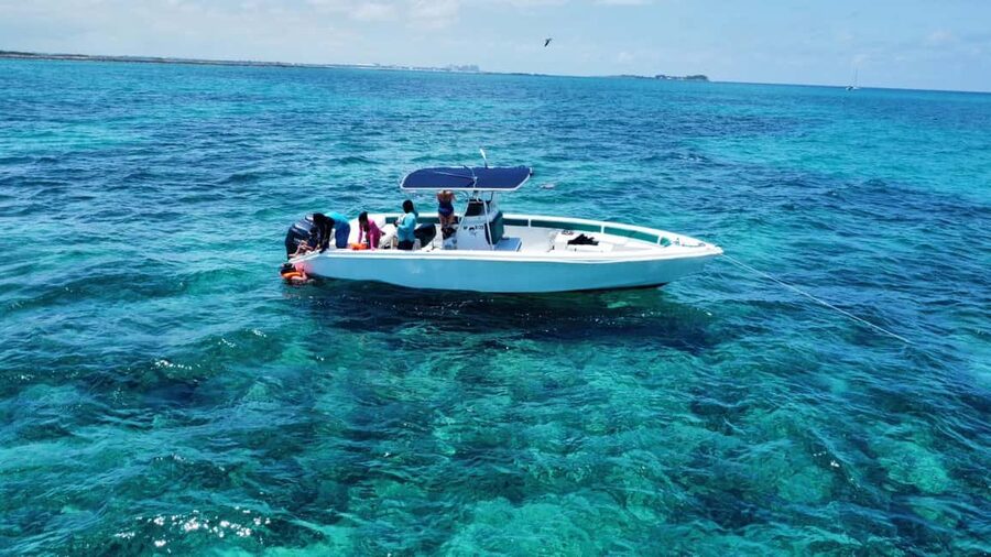 Nassau: Swimming Pigs Private Boat Tour - Up to 7 Persons - Green Cay and the chance to see sea turtles