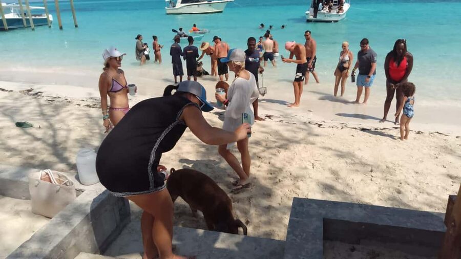 Nassau: Swimming with Pigs, Snorkeling, and Sightseeing Tour - Key points to know before booking