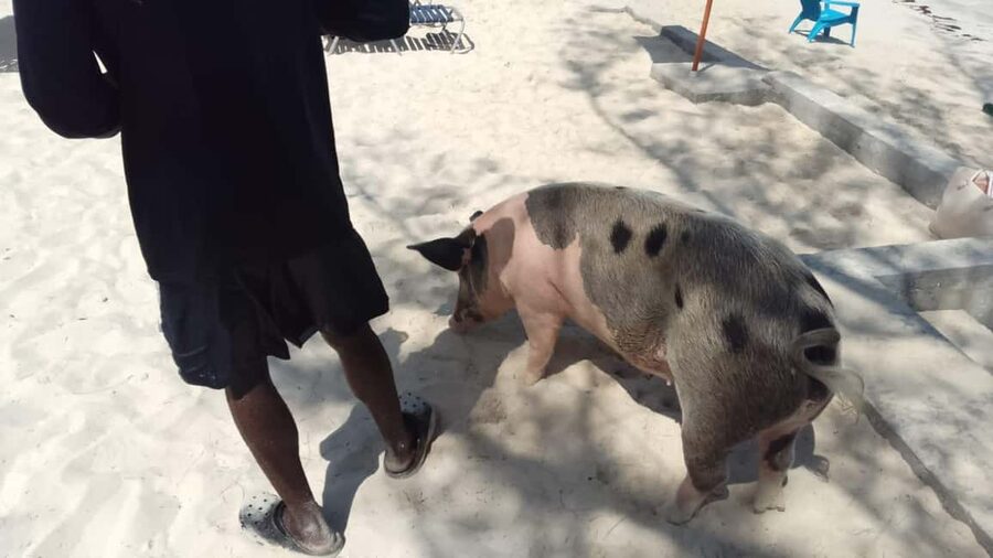 Nassau: Swimming with Pigs, Snorkeling, and Sightseeing Tour - Setting out from Bayshore Marina