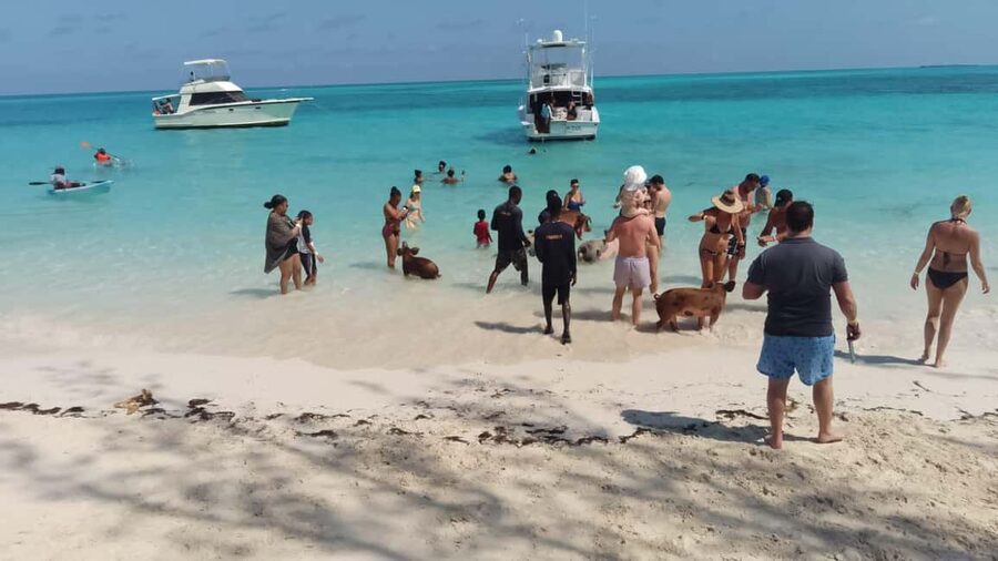 Nassau: Swimming with Pigs, Snorkeling, and Sightseeing Tour - Is $150 a fair price?
