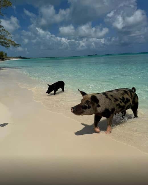Paradise Found In Hog Haven: Ultimate Beach Escape - Is $69 a fair price?