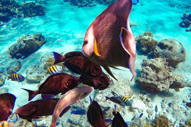 Pearl Island Bahamas Snorkeling Experience and Lunch - Snorkeling: the part that needs realistic expectations