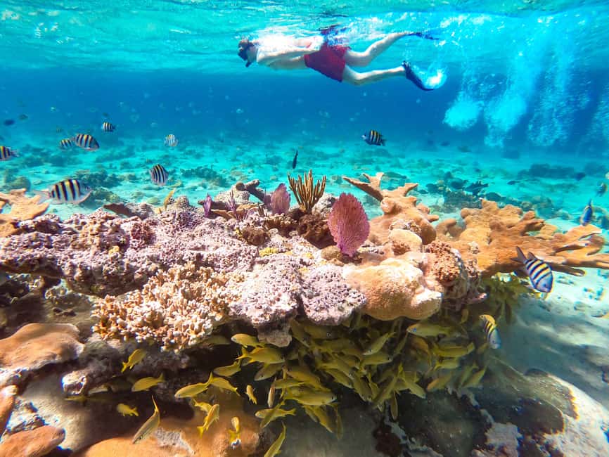 Pearl Island Beach: Full-day Snorkelling with Lunch - Getting to Pearl Island from Paradise Island