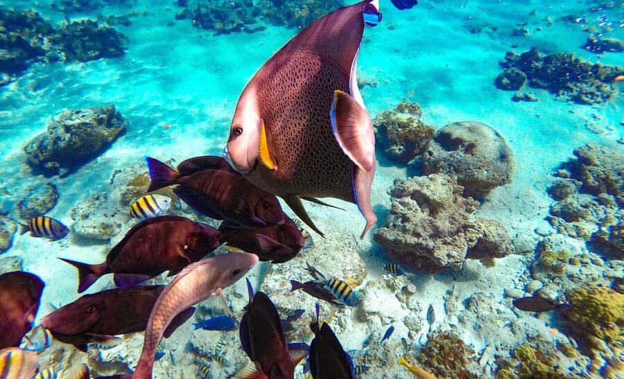 Pearl Island Beach: Full-day Snorkelling with Lunch - Is $119 a fair price?