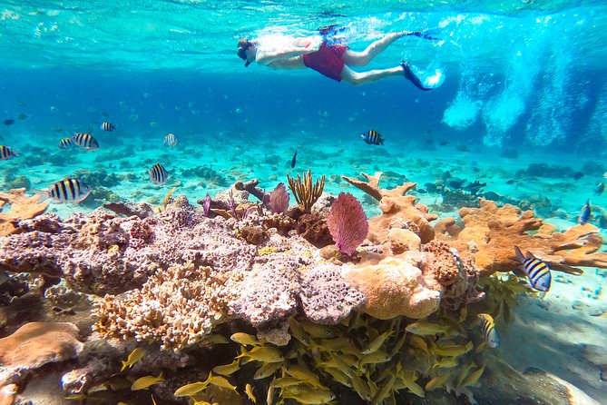 Pearl Island Ocean View Cabana from Nassau - Guided snorkeling on a protected reef