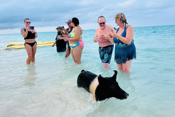 Perfect Day Swimming Pigs, Turtles, Reef Snorkel & Lunch - Feeding the pigs, with realistic expectations
