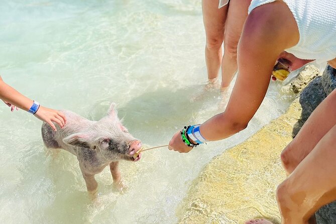 Perfect Day Swimming Pigs, Turtles, Reef Snorkel & Lunch - Who will enjoy this experience most