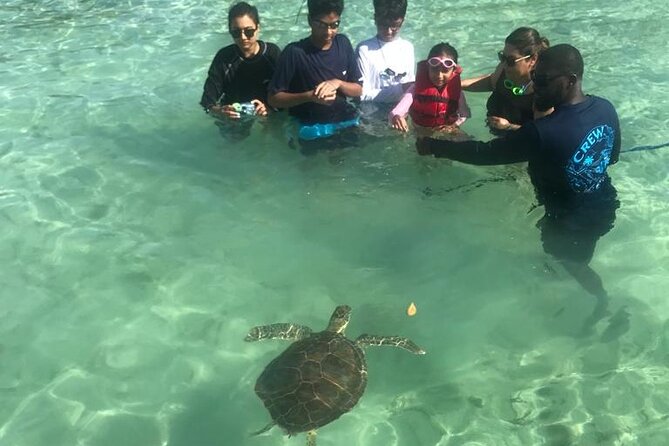 Pink Sand Beach and Swimming Pigs Adventure from Nassau - Sea turtles, stingrays, and a shallow cove