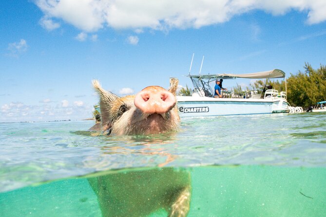 Pink Sand Beach and Swimming Pigs Adventure from Nassau - The 90-minute ride to Meeks Patch Island