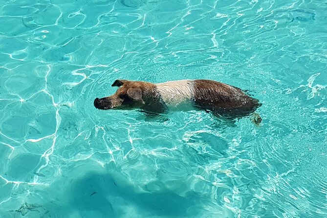 Powerboat and Snorkel Experience with Swimming Pigs and Turtles - Five things to know before you book