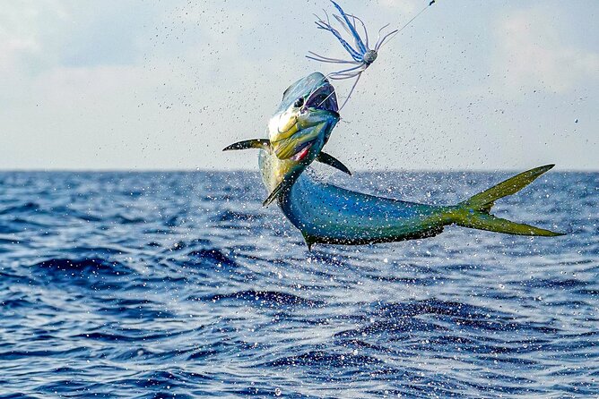 Private 6 Hour Fishing Charter in Nassau - Snorkeling and Swimming With Sea Turtles