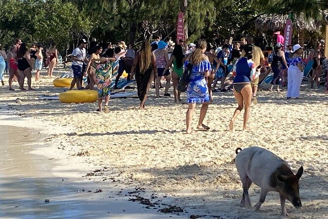 Private Beach Day Snorkeling and Swimming with Pig in Rose Island - Key points to know before you book
