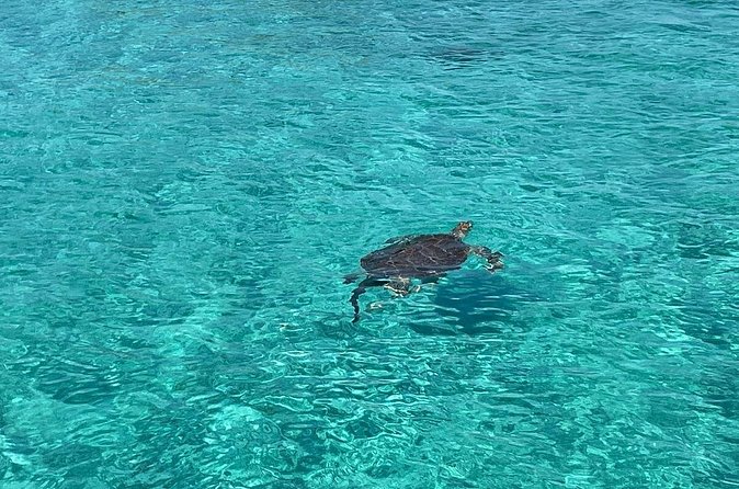 Private Eleuthera Island: Swim With Pigs, Turtles & Stingrays - Harbour Island and Two Hours at Pink Sands Beach