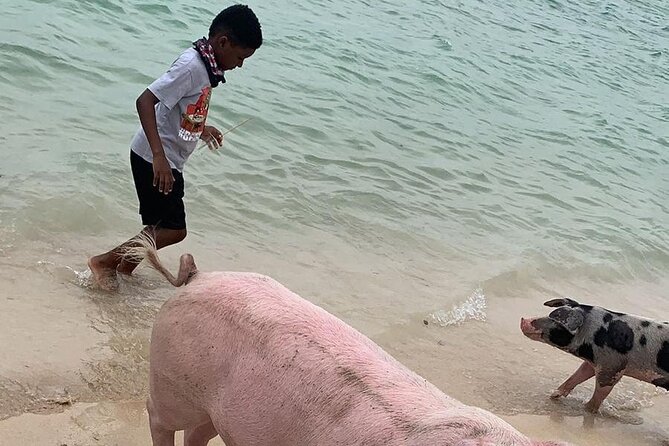 Private GroupTour Pigs/Turtles/Snorkeling/Lunch/Pickup/Dropoff - A private Nassau boat day with a lot packed in