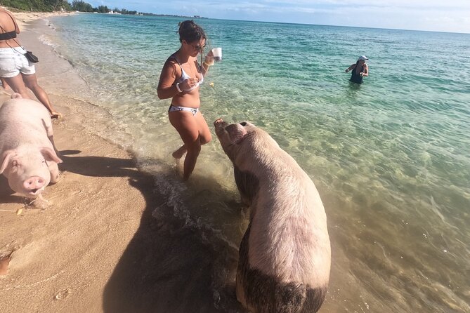 Private GroupTour Pigs/Turtles/Snorkeling/Lunch/Pickup/Dropoff - What the $2,499 price really buys