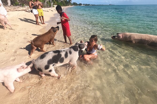 Private GroupTour Pigs/Turtles/Snorkeling/Lunch/Pickup/Dropoff - Pickup at 1:30 p.m. and what that means