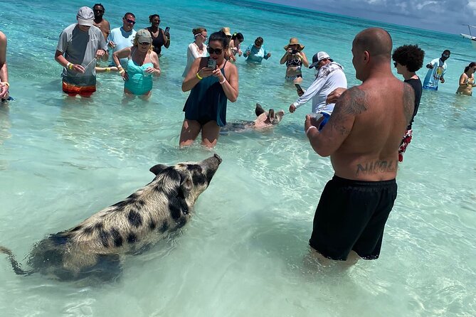 Private Rose Island, Swimming Pigs, Snorkeling and Turtles - What you are really buying for $925