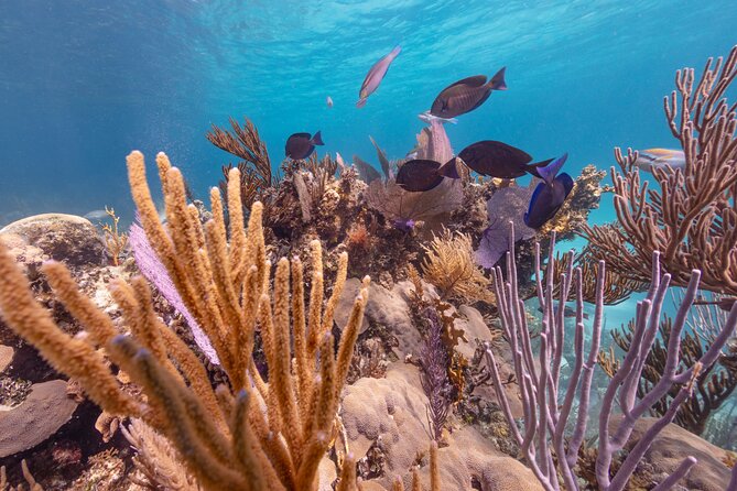 Private Sightseeing Tour in Nassau with Lunch - Green turtles near Green Turtle Cay