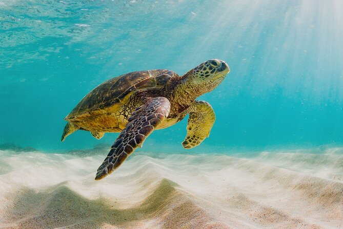 Private Sightseeing Tour in Nassau with Lunch - The boat ride is part of the sightseeing