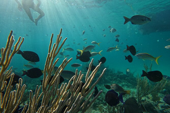 Private Snorkeling or Fishing Charter in Nassau - 38ft Free Time - Fishing with Captain Dee, D, Tyson, and the crew