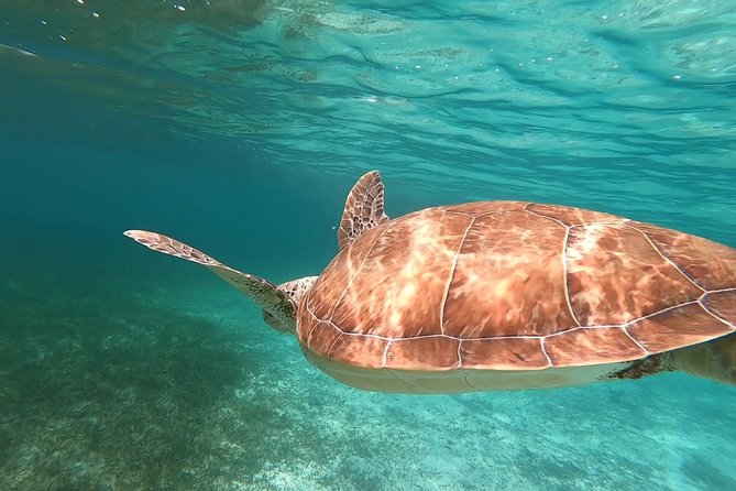 Private Snorkeling or Fishing in Nassau - 55ft Cocorijo - Is $1,650 Good Value?